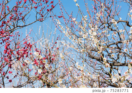 大阪城公園の梅林 大阪城公園の梅林 75283771