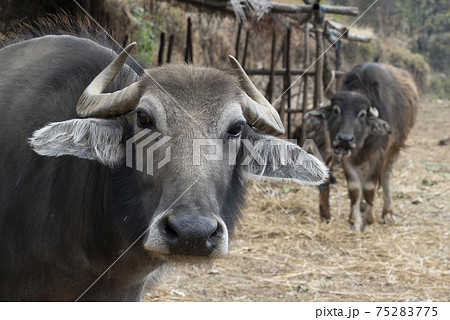 家畜の水牛（ネパール） 75283775
