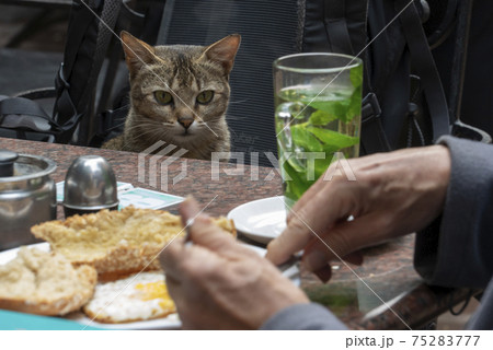 カトマンズのカフェにいた猫（ネパール） 75283777