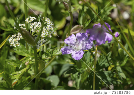 ハクサンフウロの花 75283786