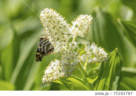 コバイケイソウの蜜を吸うアカタテハ 75283787
