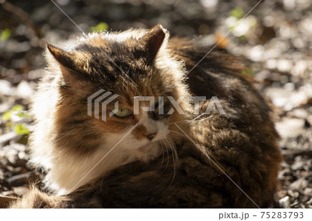 逆光に光る猫のたてがみ 75283793