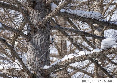 松の木に止まるアカゲラ 松の木に止まるアカゲラ 75283801
