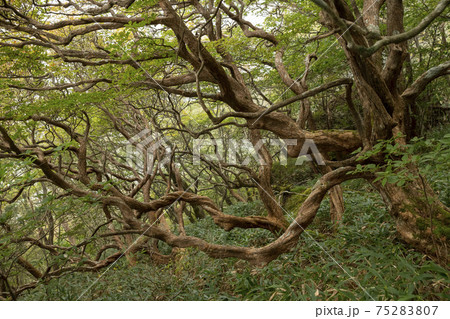 捻じれた枝の森（愛媛県） 75283807