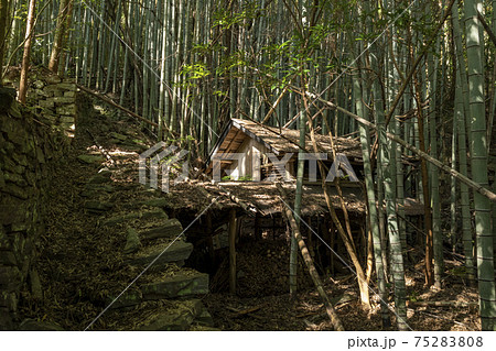 竹林と廃屋（愛媛県） 75283808