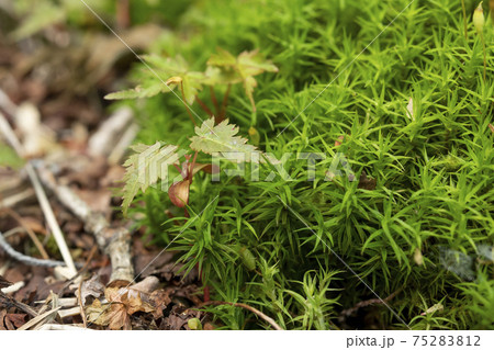カエデの新芽 カエデの新芽 75283812