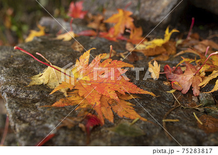 ナンゴクミネカエデの落ち葉 75283817