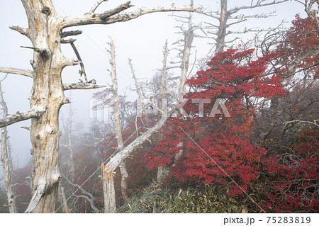 石鎚山の白骨林と紅葉（愛媛県） 75283819