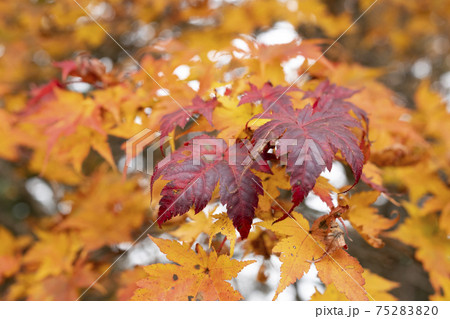 局所的に赤いナンゴクミネカエデの紅葉 75283820
