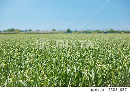 快晴の青空と広大なニンニク畑 快晴の青空と広大なニンニク畑 75284027