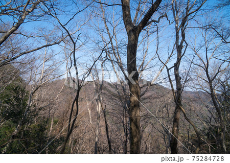 桜峠から馬不入山の登山道から見た大平山と晃石山(大平山・晃石山ハイキングコース) 桜峠から馬不入山の登山道から見た大平山と晃石山(大平山・晃石山ハイキングコース) 75284728
