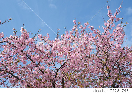(桜の風景)埼玉県久喜市青毛堀川の河津桜(中景) (桜の風景)埼玉県久喜市青毛堀川の河津桜(中景) 75284743