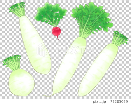 Various radishes 75285059
