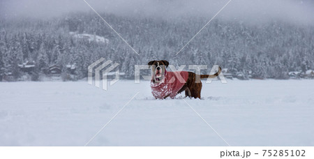 Dog playing in the snow Dog playing in the snow 75285102