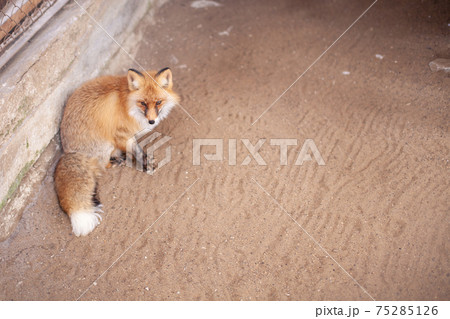 Wild red Fox sitting in a cage at the zoo.  75285126