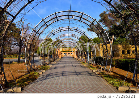 山下公園入口のグリーントンネル 75285221