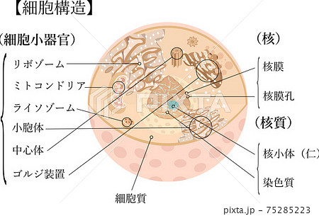 細胞 構造 イラスト 日本語 解説のイラスト素材