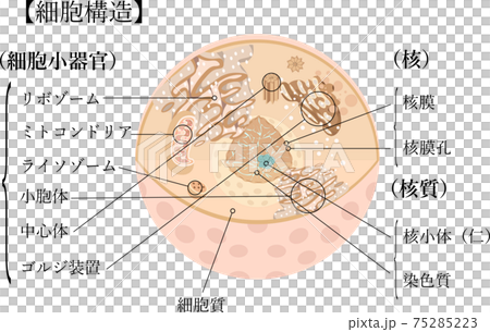 細胞 構造 イラスト 日本語 解説 細胞 構造 イラスト 日本語 解説 75285223