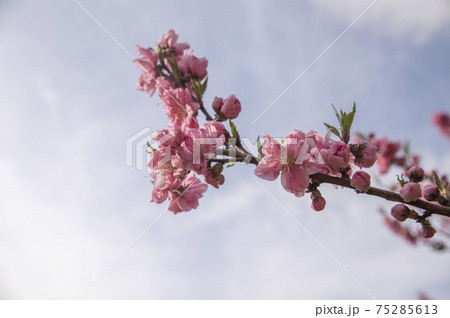 四季の森公園に咲く横浜緋桜(さくら) 四季の森公園に咲く横浜緋桜(さくら) 75285613
