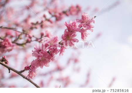 四季の森公園に咲く横浜緋桜（さくら） 75285616