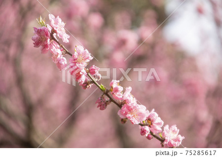 四季の森公園に咲く横浜緋桜(さくら) 四季の森公園に咲く横浜緋桜(さくら) 75285617