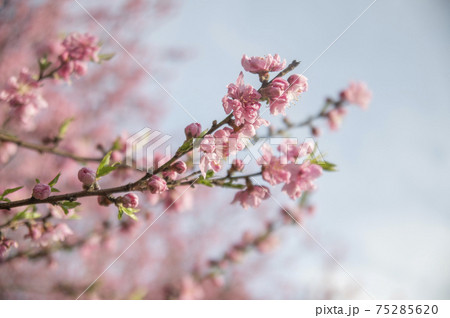 四季の森公園に咲く横浜緋桜(さくら) 四季の森公園に咲く横浜緋桜(さくら) 75285620
