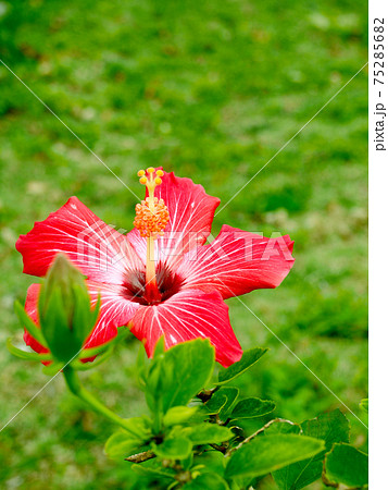 ハイビスカスと緑の芝生 75285682