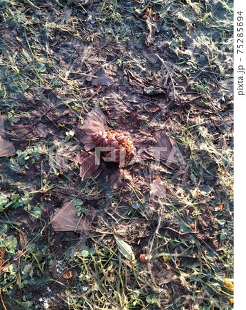 松ぼっくりと地面の写真 松ぼっくりと地面の写真 75285694