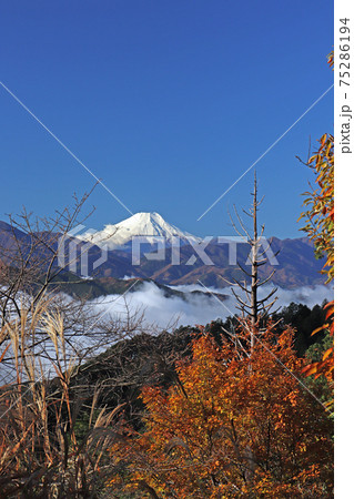 高尾山から見えた雲海に浮かぶ富士山 高尾山から見えた雲海に浮かぶ富士山 75286194