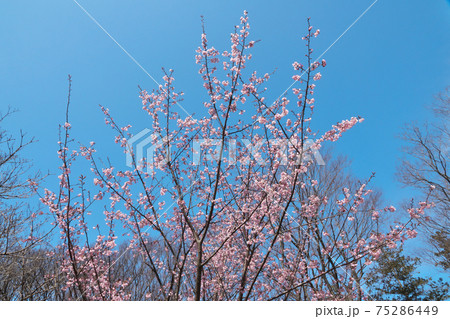見頃を迎えたハチスカザクラ（蜂須賀桜）　早咲きで淡紅色が美しい　3月上旬撮影 75286449