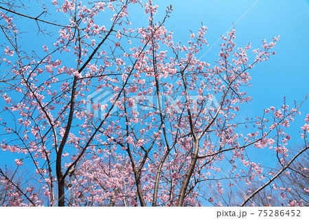見頃を迎えたハチスカザクラ（蜂須賀桜）　早咲きで淡紅色が美しい　3月上旬撮影 75286452
