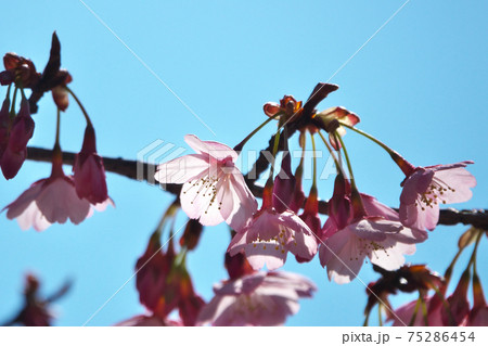 ハチスカザクラ（蜂須賀桜）　透過光で綺麗な花びらをクローズアップ 75286454