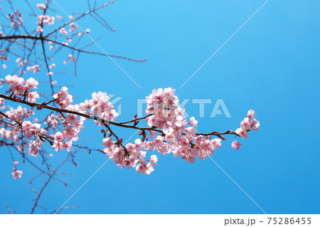 見頃を迎えたハチスカザクラ(蜂須賀桜) 早咲きで淡紅色が美しい 3月上旬撮影 見頃を迎えたハチスカザクラ(蜂須賀桜) 早咲きで淡紅色が美しい 3月上旬撮影 75286455