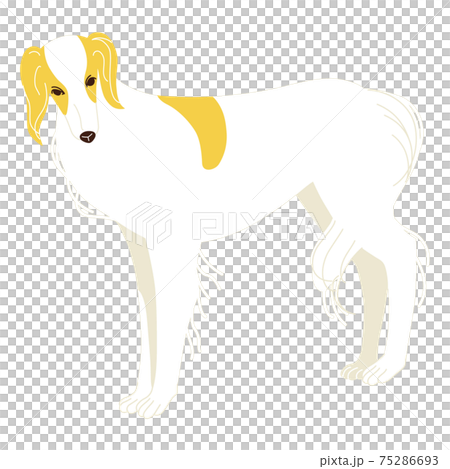 Borzoi standing sideways with his face facing forward 75286693