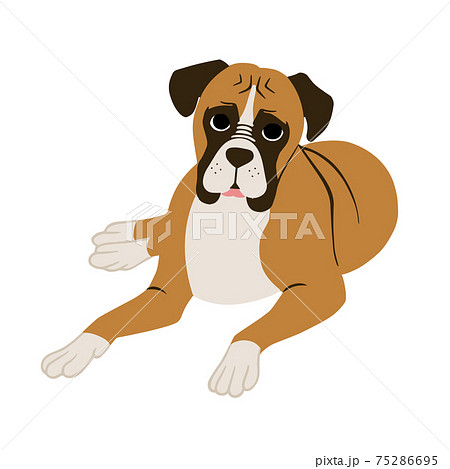 体を伏せて前を見ているボクサー犬の正面図のイラスト素材