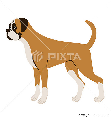 立っているボクサー犬を横から見た図のイラスト素材