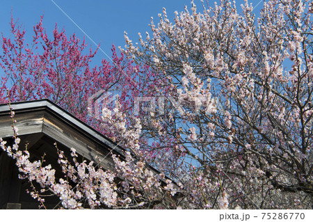 梅の花 75286770