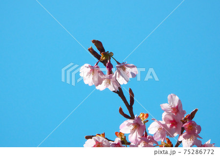 綺麗な淡紅色が早春の青空に映えるハチスカザクラ(蜂須賀桜) 3月上旬撮影 綺麗な淡紅色が早春の青空に映えるハチスカザクラ(蜂須賀桜) 3月上旬撮影 75286772
