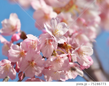 綺麗に咲き揃ったハチスカザクラ(蜂須賀桜) 早咲き桜です 3月上旬撮影 綺麗に咲き揃ったハチスカザクラ(蜂須賀桜) 早咲き桜です 3月上旬撮影 75286773