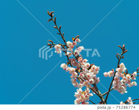 青空に淡紅色が映えるハチスカザクラ（蜂須賀桜）　早咲き桜です　3月上旬 75286774