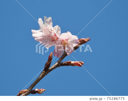早春の青空に淡紅色が映えるハチスカザクラ（蜂須賀桜）　3月上旬撮影 75286775