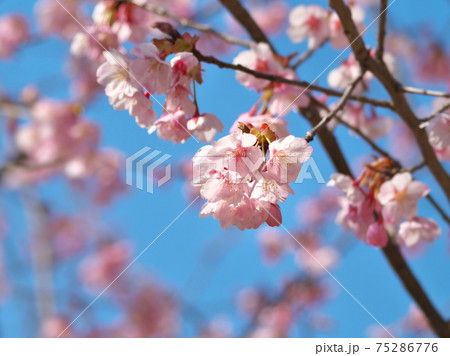 早春の青空に淡紅色が映えるハチスカザクラ（蜂須賀桜）　早咲き桜です 75286776