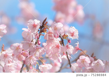 満開のハチスカザクラ（蜂須賀桜）　早咲き／青空バック 75286984