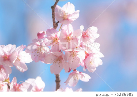 満開のハチスカザクラ（蜂須賀桜）　早咲き／青空バック／ソフトフォーカス 75286985