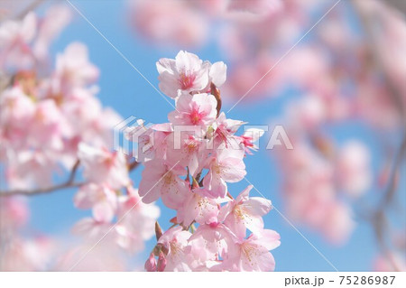 満開のハチスカザクラ（蜂須賀桜）　早咲き／青空バック／ソフトフォーカス 75286987