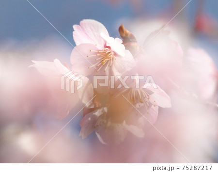 ふんわりした桜のイメージ　満開のハチスカザクラ（蜂須賀桜）　3月上旬撮影 75287217