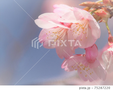 柔らかな桜のイメージ　綺麗に咲き揃ったハチスカザクラ（蜂須賀桜） 75287220
