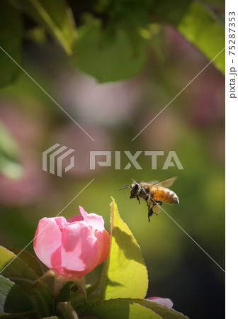 花粉を抱いたミツバチとカリンの花の写真素材