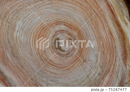 桧の年輪・背景画像 桧の年輪・背景画像 75287477