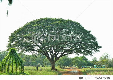 タイ王国ナコーンラーチャシーマー県ジムトンプソンファームでの風景 タイ王国ナコーンラーチャシーマー県ジムトンプソンファームでの風景 75287546